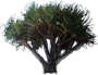 Screw Pine